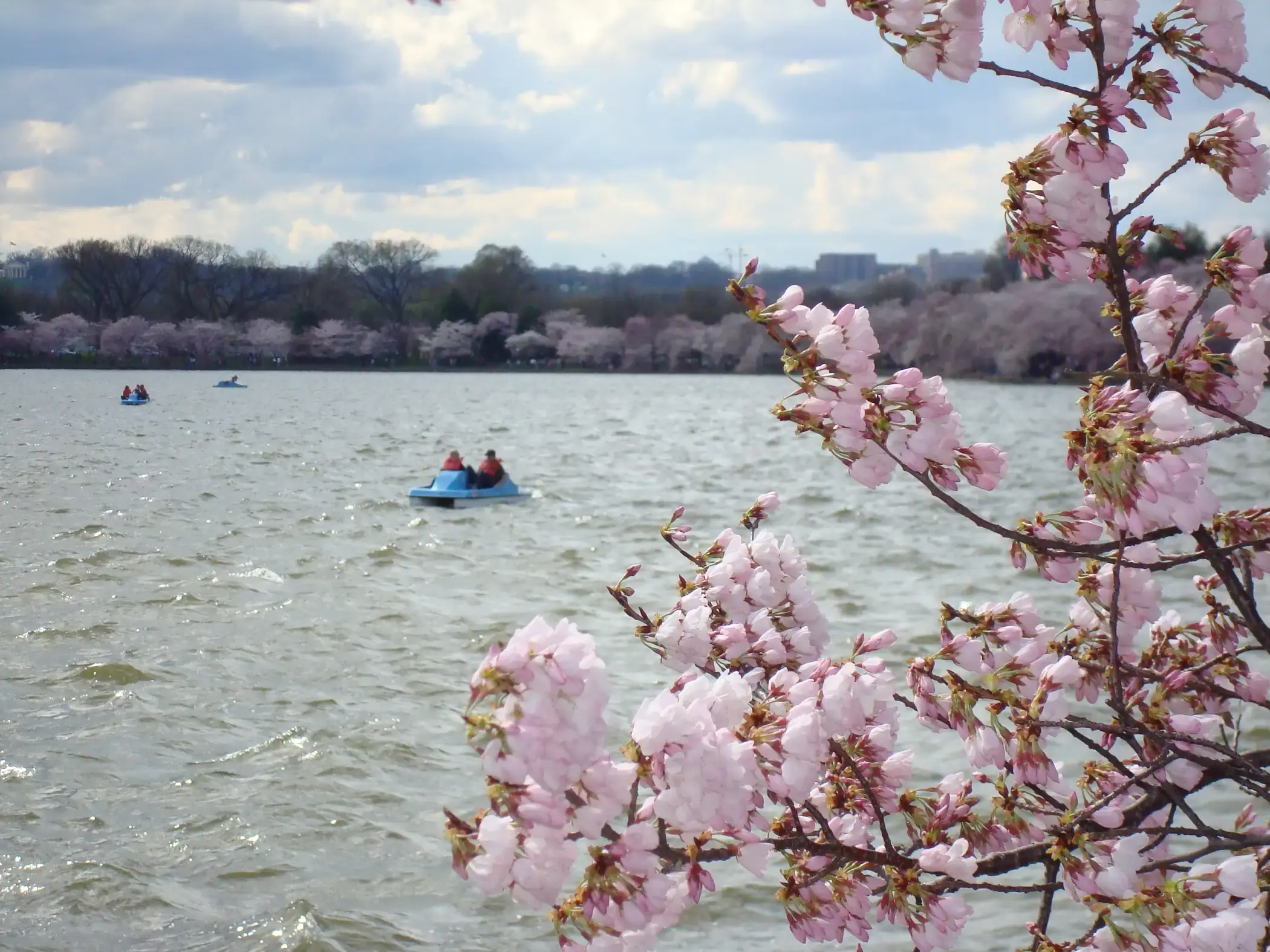 Paddle boaters on the Tidal Basin during the Cherry Blossom Festival, Washington, DC