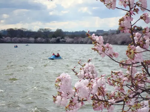 Paddle boaters on the Tidal Basin during the Cherry Blossom Festival, Washington, DC